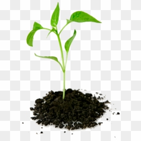 Growing Plant Png, Transparent Png - small plant png