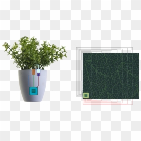 Graficos 01 Small - 시편 4 7 절, HD Png Download - small plant png