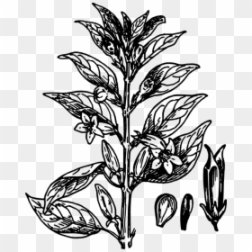 Biology, Plant, Flower, Leaves, Botany, Seeds - Black And White Plant Clip Art, HD Png Download - small plant png