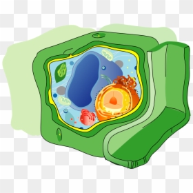 Parts Of Plant Cell And Its Function, HD Png Download - small plant png