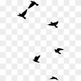 Flight, HD Png Download - bird flock png