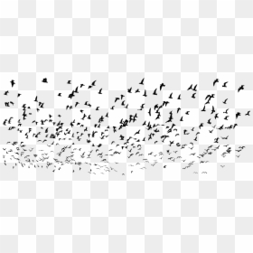 Flock,bird Migration,animal Migration - Flock, HD Png Download - bird flock png