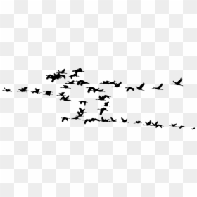 Migratory Birds, HD Png Download - bird flock png