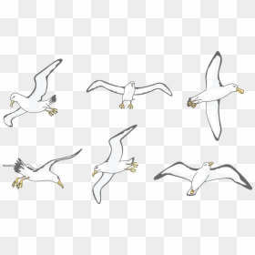 Download Albatross Drawing Wing - Flock, HD Png Download - bird flock png