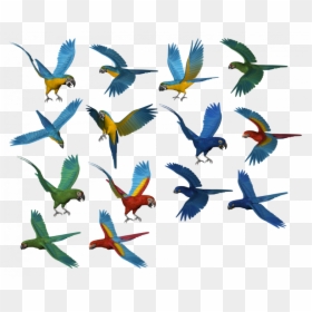 Parrots Png, Transparent Png - bird flock png