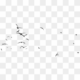 #ftestickers #birds #silhouette #flock#bird #animal - Flock, HD Png Download - bird flock png