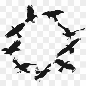 9 Morgen Crows Flock - Crows Png, Transparent Png - bird flock png