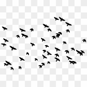 Hamid Bakeri, HD Png Download - bird flock png