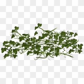 Vine Ivy Clip Art - Ivy Vines Transparent, HD Png Download - vineyard vines png