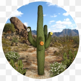 Screen De Cactus, HD Png Download - desert cactus png