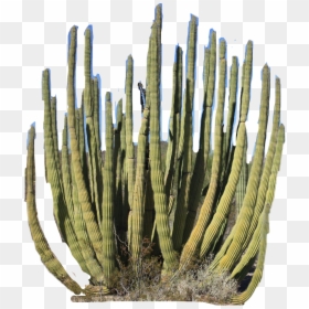 #desert #plant #cactus #freetoedit - Hedgehog Cactus, HD Png Download - desert cactus png