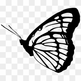 Transparent Gold Butterfly Png - White Butterfly Vector Png, Png Download - gold butterfly png