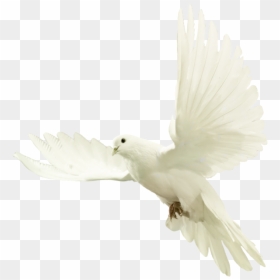 White Dove Png Transparent Background, Png Download - dove png