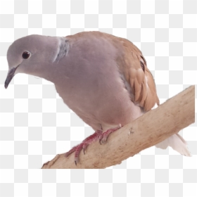 Stock Dove, HD Png Download - dove png