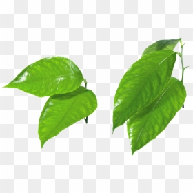 Green Leaf Png, Transparent Png - leaves png