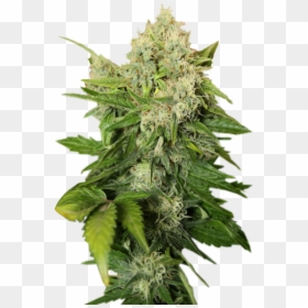 Transparent Background Weed Png, Png Download - weed png