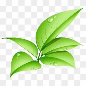 Eco Friendly Led Bulb, HD Png Download - leaves png