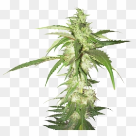 Weed Plant Transparent Background, HD Png Download - weed png