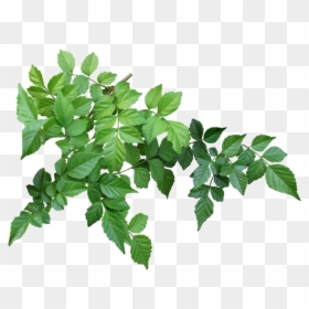 Tree Branch Leaves Png, Transparent Png - leaves png