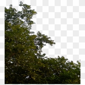 Transparent Forest Tree Png, Png Download - leaves png