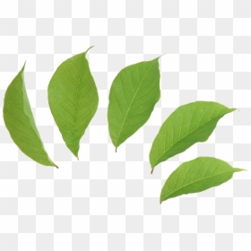Coca Leaf Transparent Background, HD Png Download - leaves png