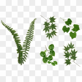 Foliage Png, Transparent Png - leaves png