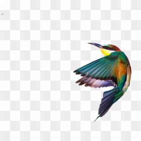 Common Kingfisher, HD Png Download - birds png