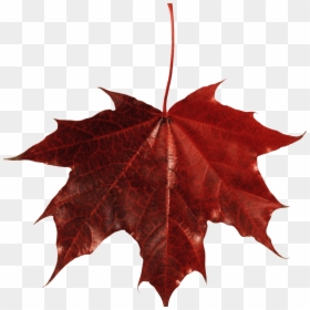 Red Leaf Png, Transparent Png - leaves png