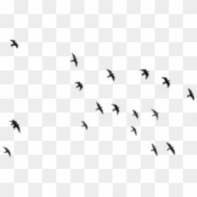 Birds Background Png, Transparent Png - birds png