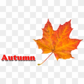 Maple Leaf, HD Png Download - leaves png