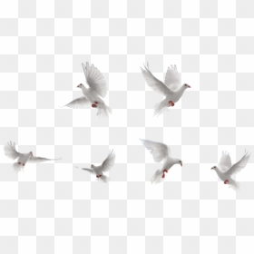 White Doves Flying Png, Transparent Png - birds png