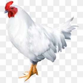 White Rooster, HD Png Download - birds png