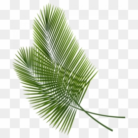 Palm Leaf Transparent Background, HD Png Download - leaves png