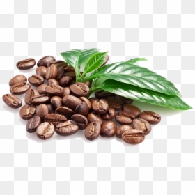 Coffee Bean With Leaves, HD Png Download - coffee png