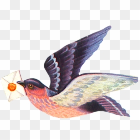Bird Flying With Letter, HD Png Download - birds png