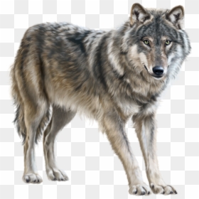 Wolf Png, Transparent Png - wolf png