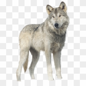 Wolf Png, Transparent Png - wolf png