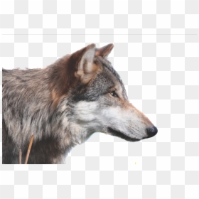 Betsy Ross Flag With Wolves, HD Png Download - wolf png
