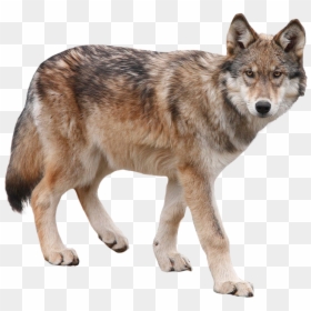 Wolf Transparent, HD Png Download - wolf png