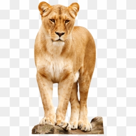 Transparent Background Lion Png, Png Download - lion png