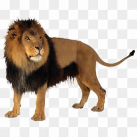 Lion With Transparent Background, HD Png Download - lion png
