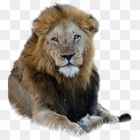 African Lion Png, Transparent Png - lion png