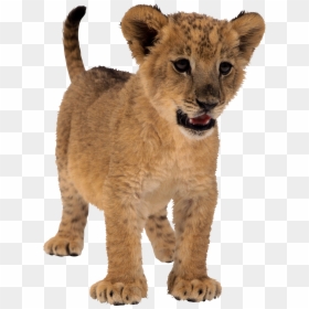 Baby Lion Transparent Background, HD Png Download - lion png