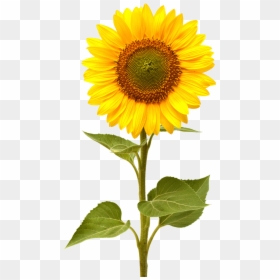 Sunflower Png, Transparent Png - sunflower png