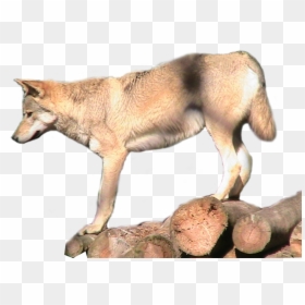 Red Wolf, HD Png Download - wolf png