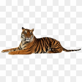 Tiger Png, Transparent Png - lion png