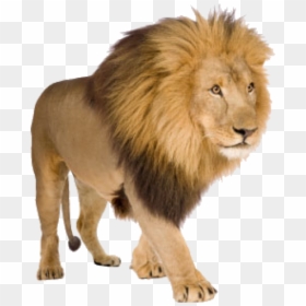 Lion With White Background, HD Png Download - lion png