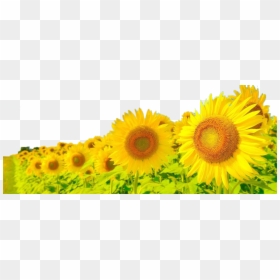 Anime Sunflowers, HD Png Download - sunflower png