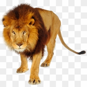 Lions And Tigers Png, Transparent Png - lion png