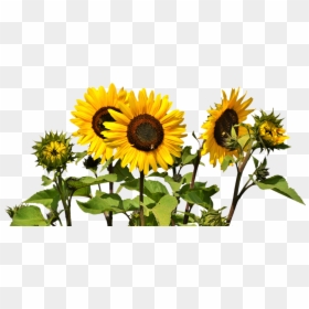 Sunflowers Png, Transparent Png - sunflower png